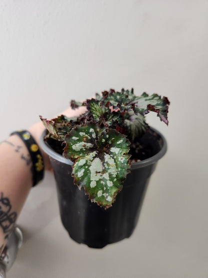 Begonia