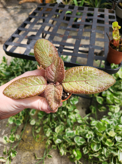 2in Episcia