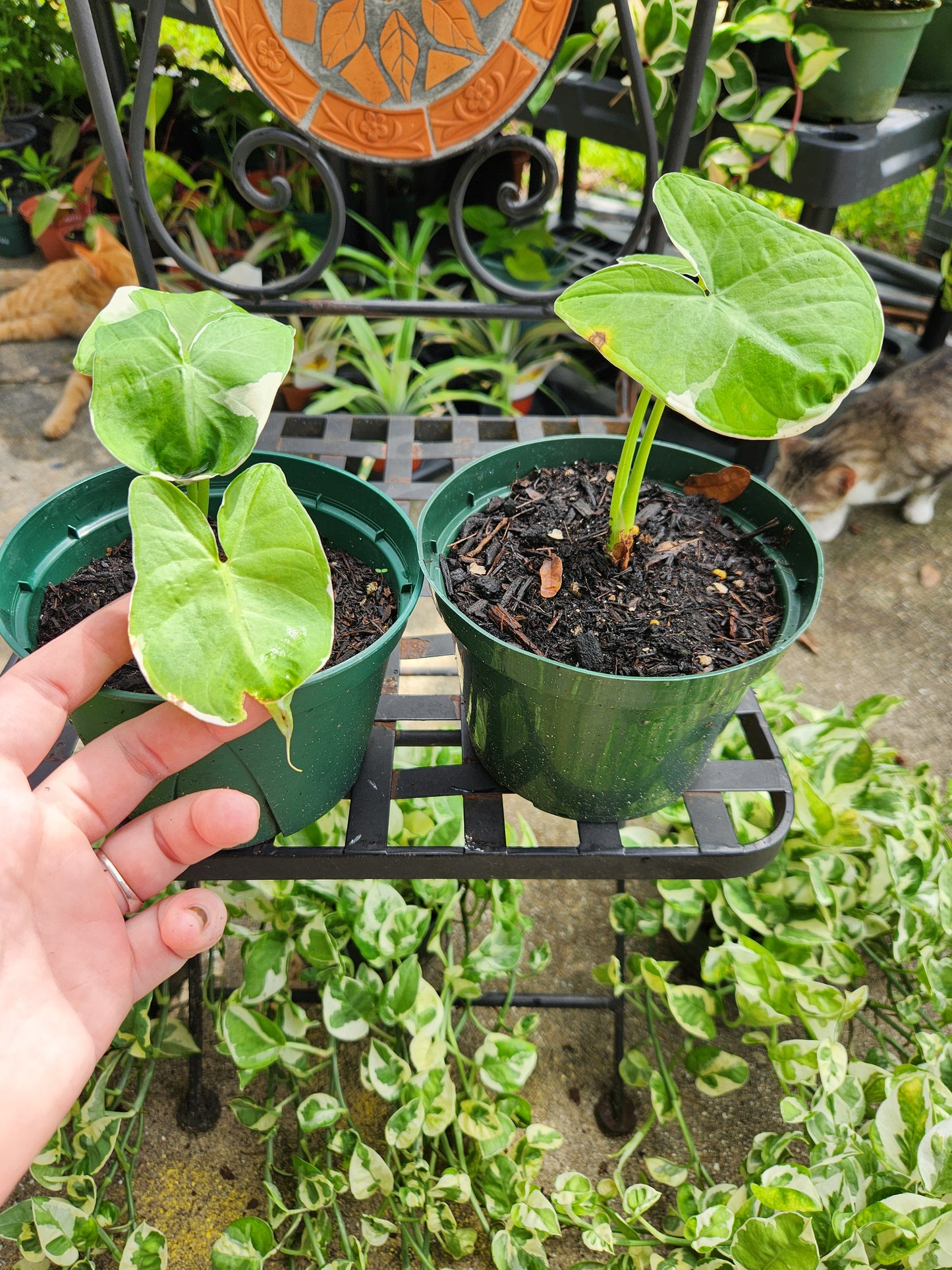 Mickey Mouse Xanthosoma 6in