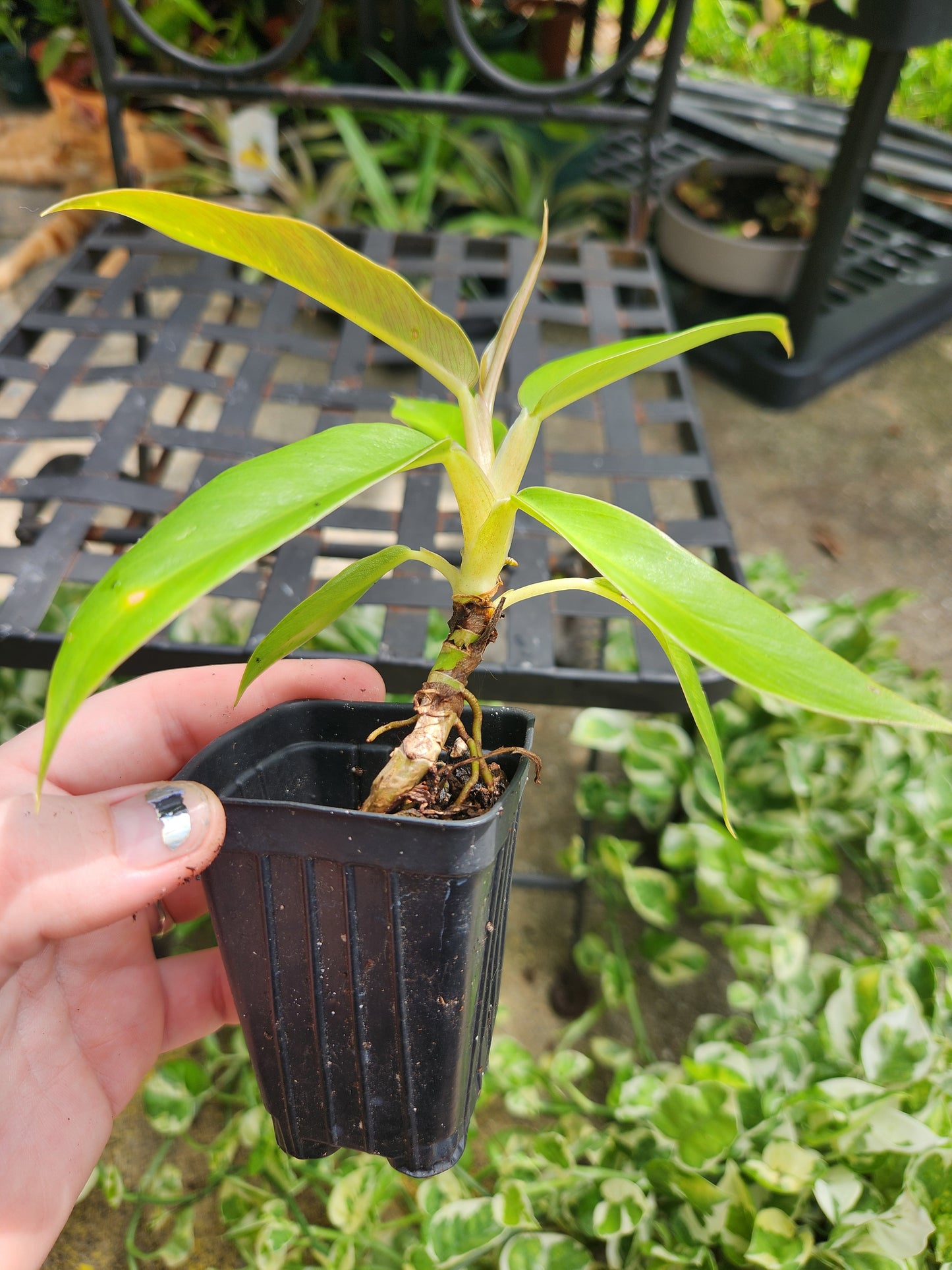 Jungle Boogie Philodendron