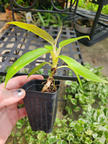 Jungle Boogie Philodendron