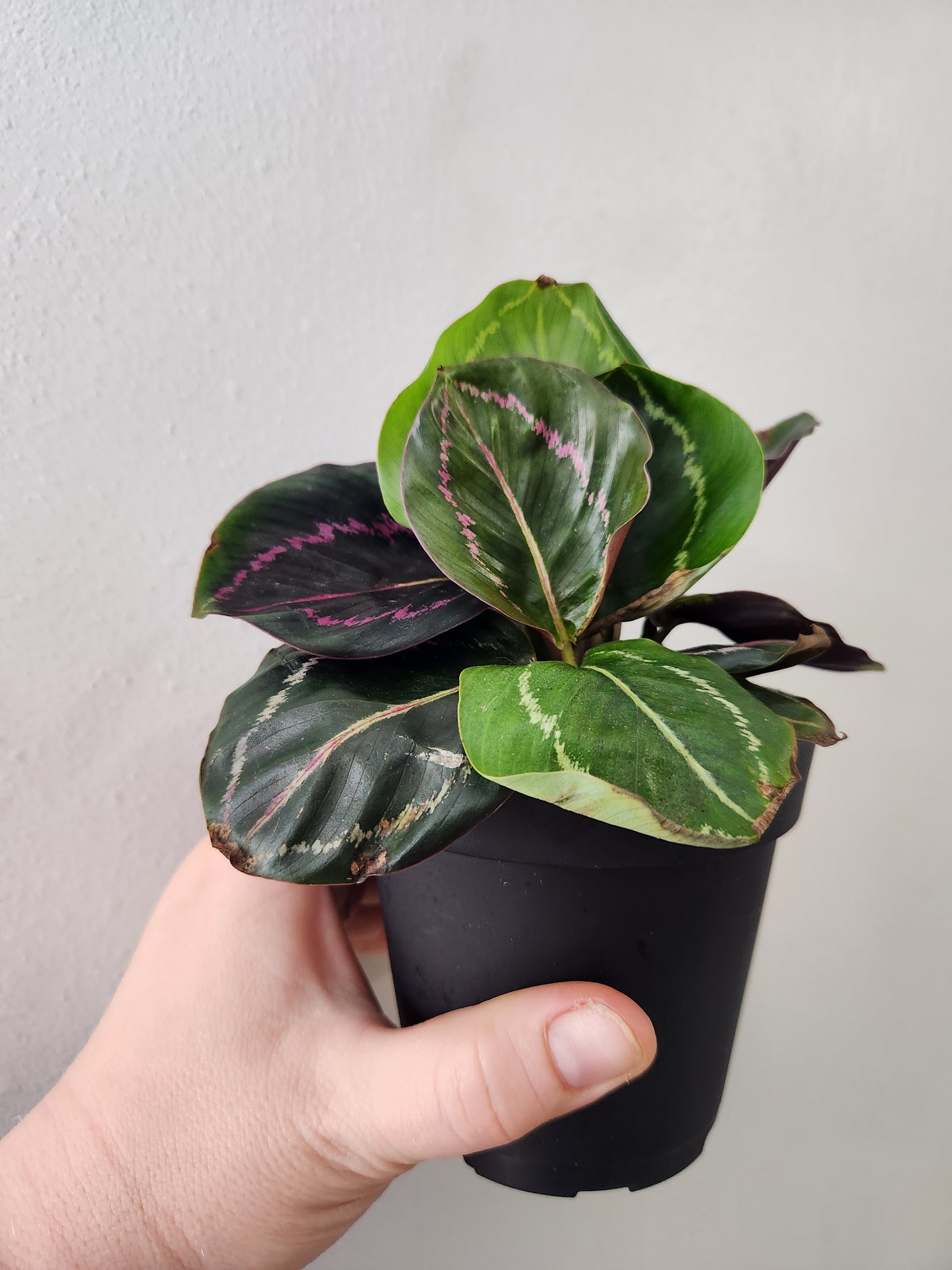 Calathea Roseopicta Dottie