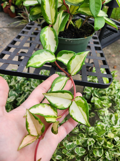 Hoya Krimson Princess 6in