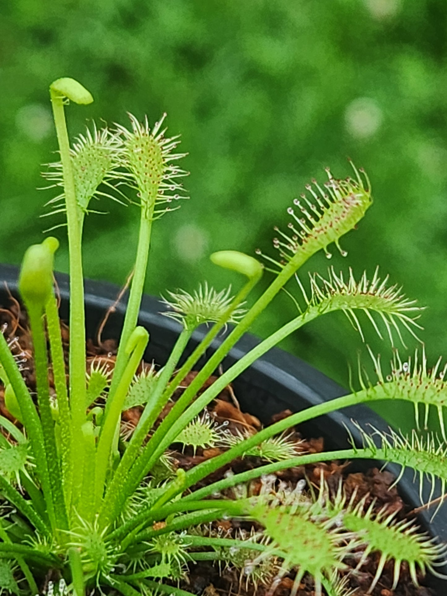 Drosera (Sundew)
