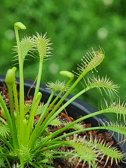 Drosera (Sundew)