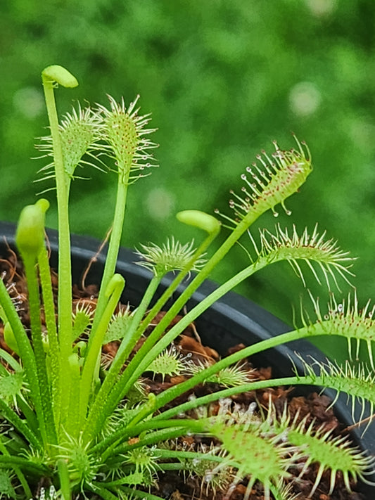 Drosera (Sundew)