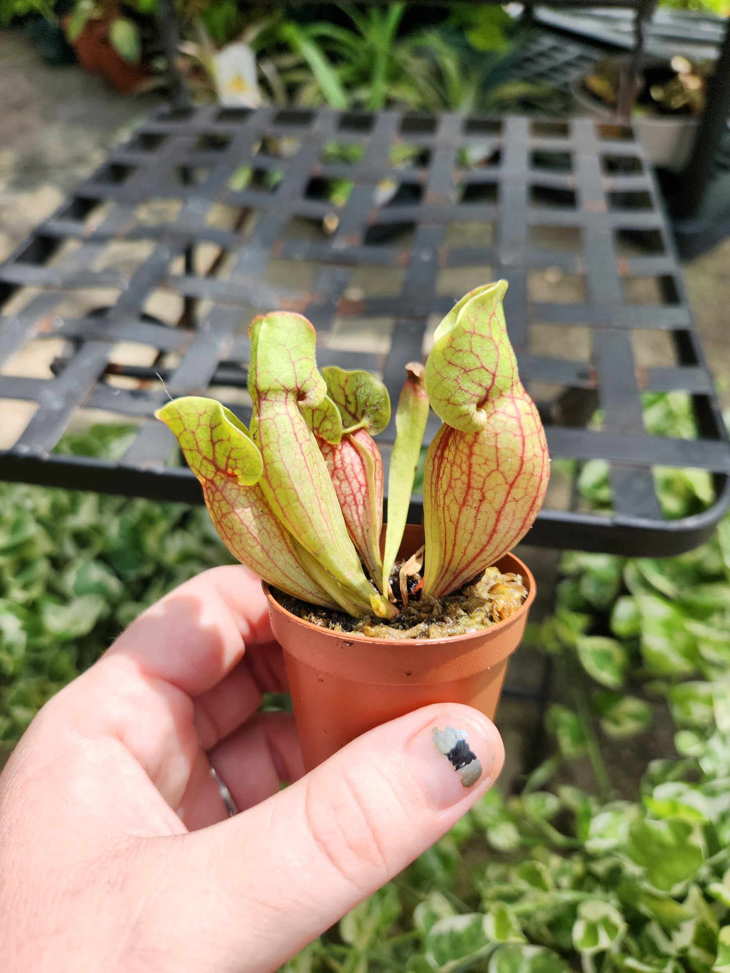 Sarracenia Purpurea 2in