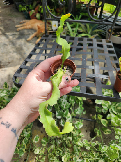 2in Curly Orchid Cactus Starter