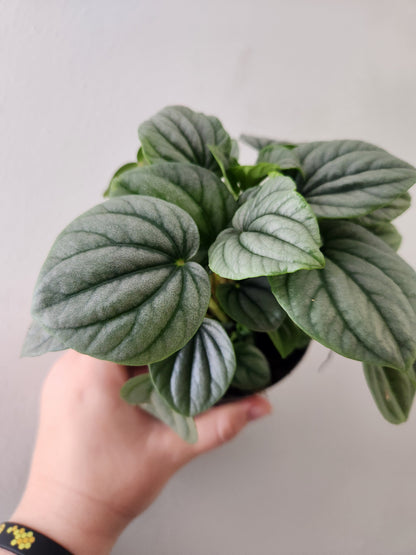 Peperomia Frost