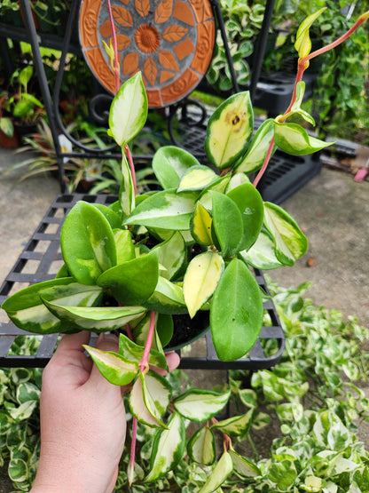 Hoya Krimson Princess 6in