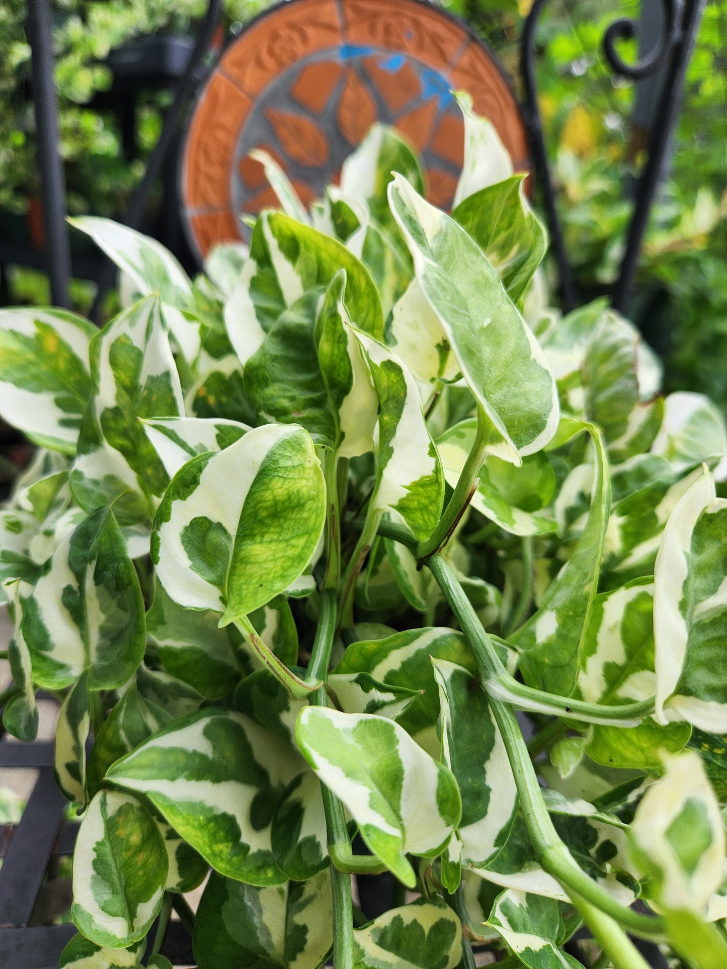 NJoy Pothos 6in Trailing