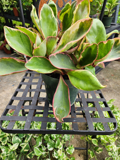 Peperomia Obtusifolia Variegated 6in