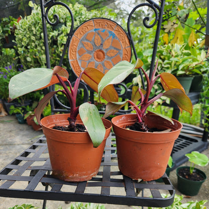 Pink Princess Philodendron 6in