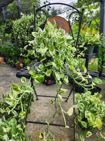 NJoy Pothos 6in Trailing