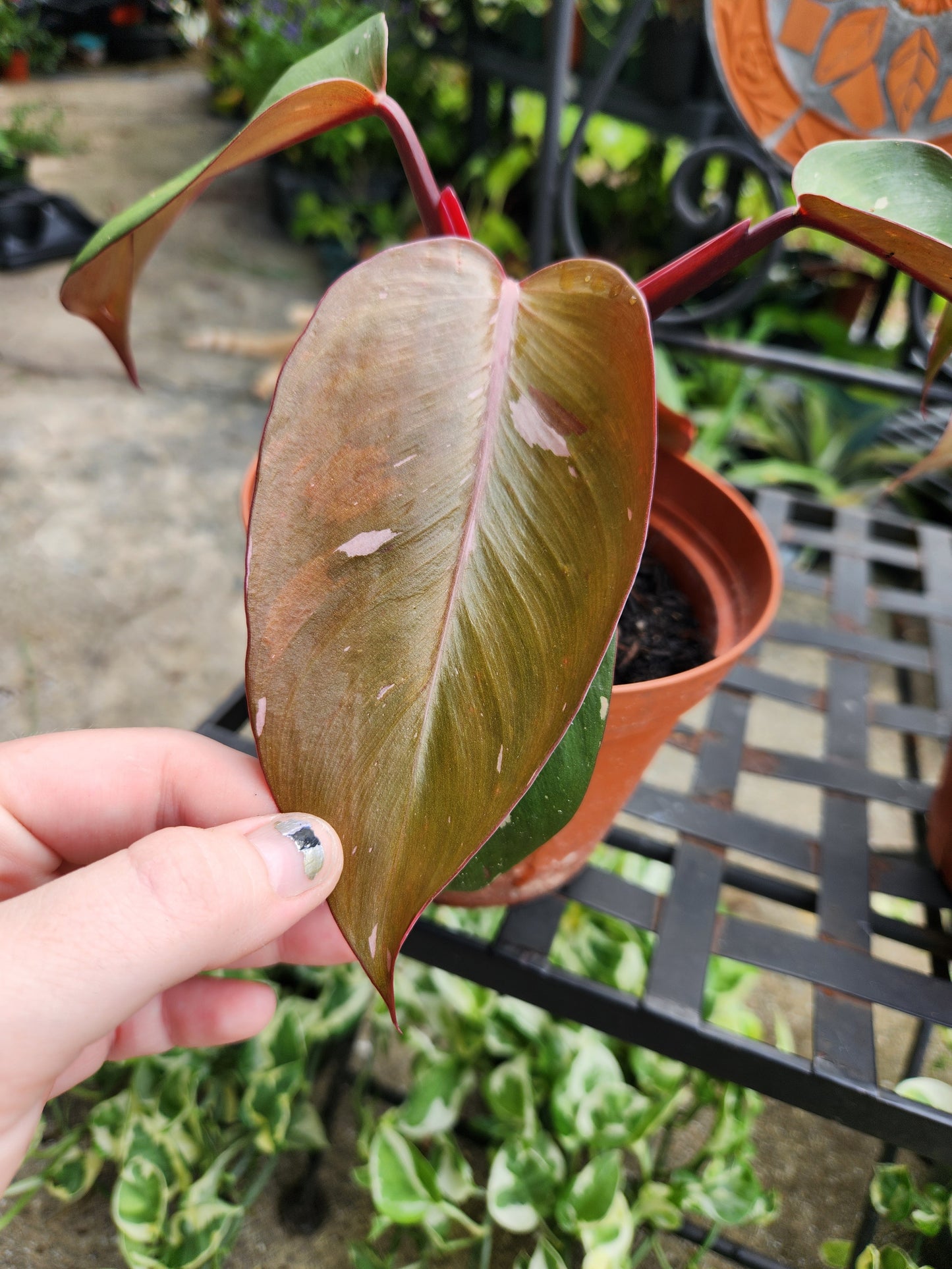 Pink Princess Philodendron 6in