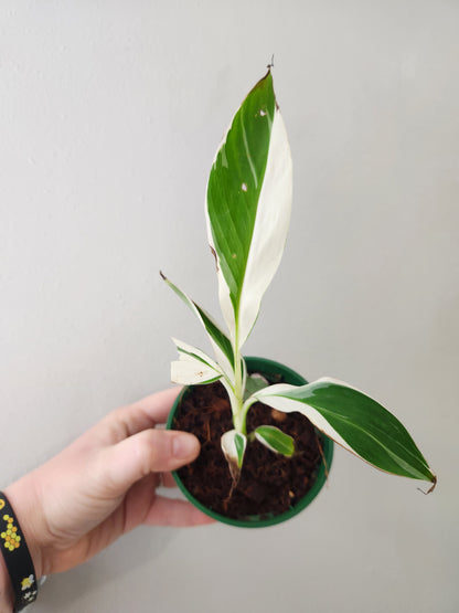 Variegated Florida Banana