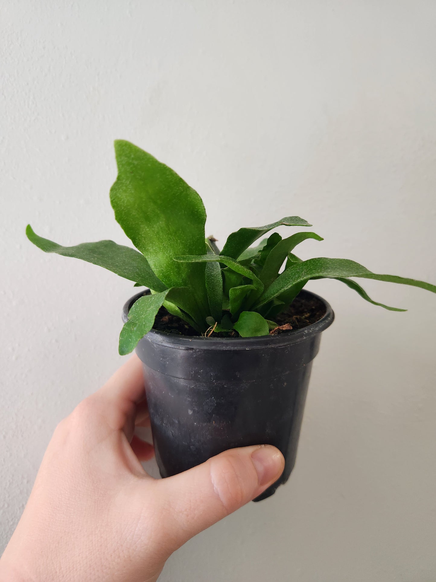 Staghorn Fern