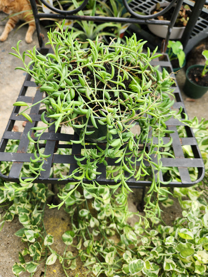 String of Bananas 6in