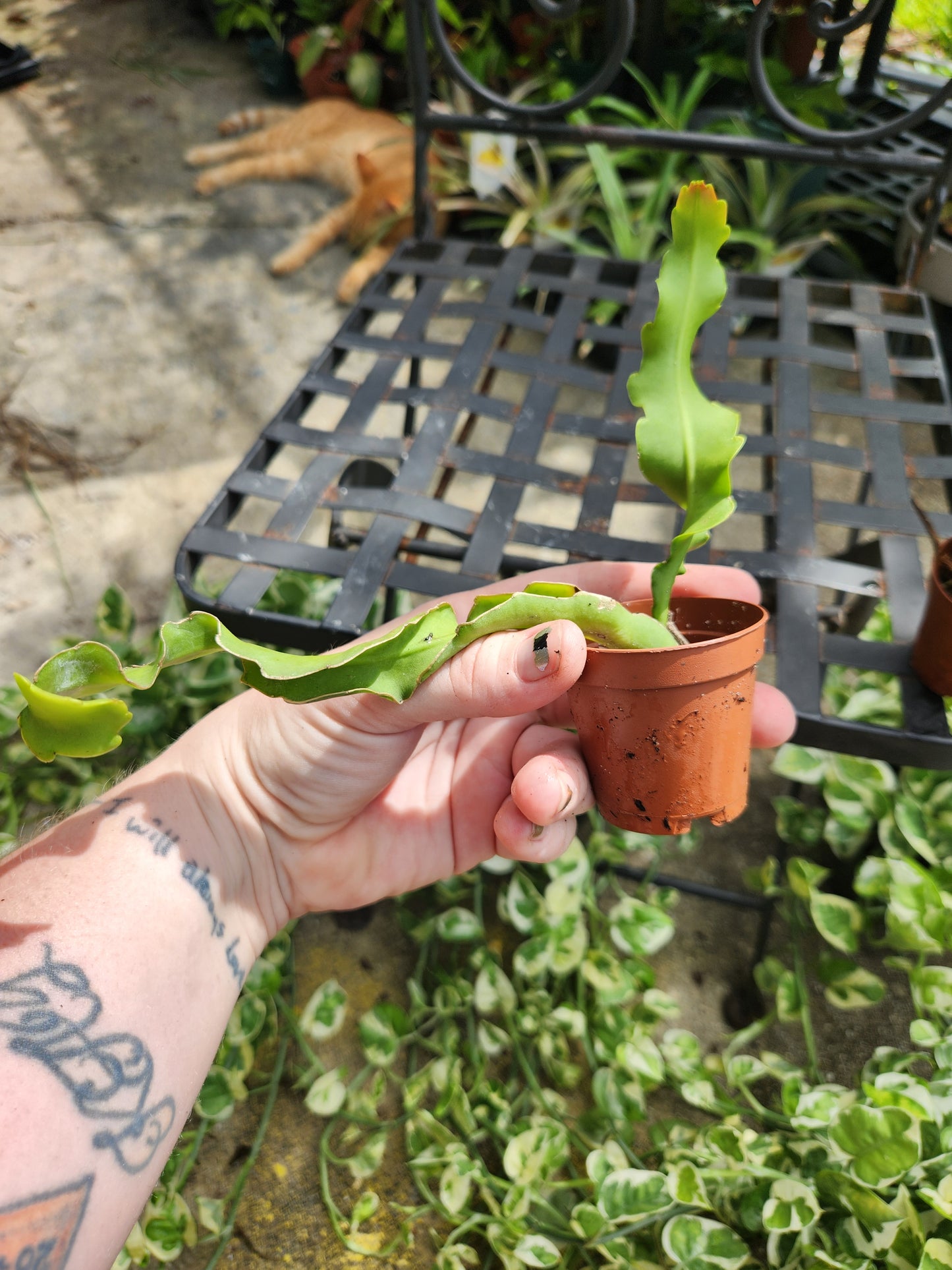 2in Curly Orchid Cactus Starter