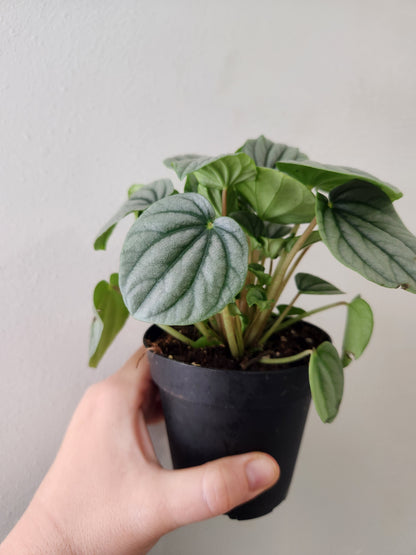 Peperomia Frost