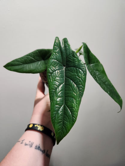 Alocasia Scalprum