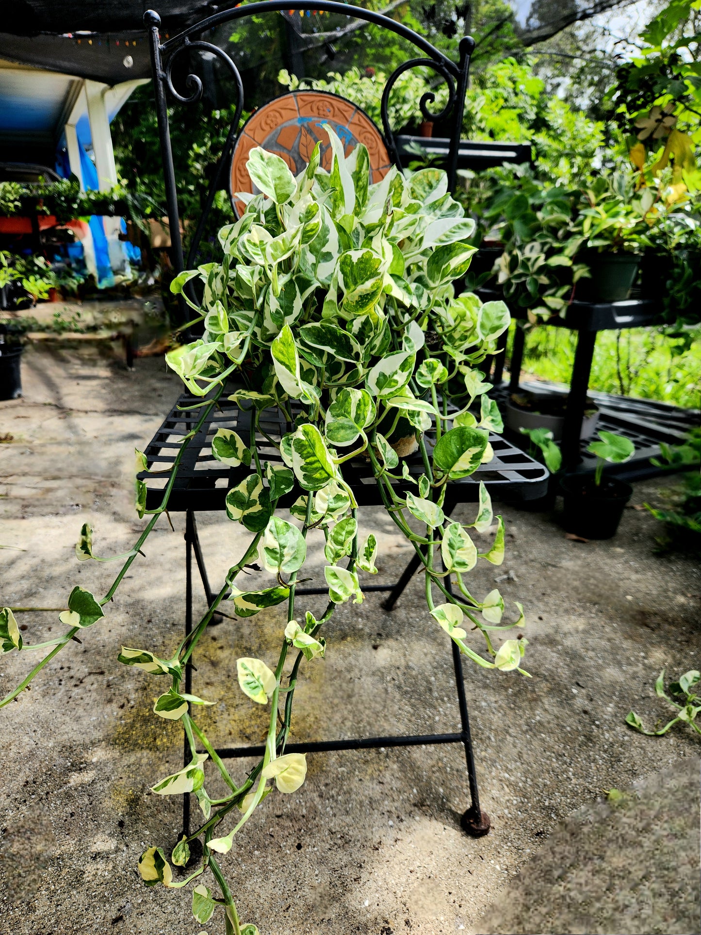 NJoy Pothos 6in Trailing