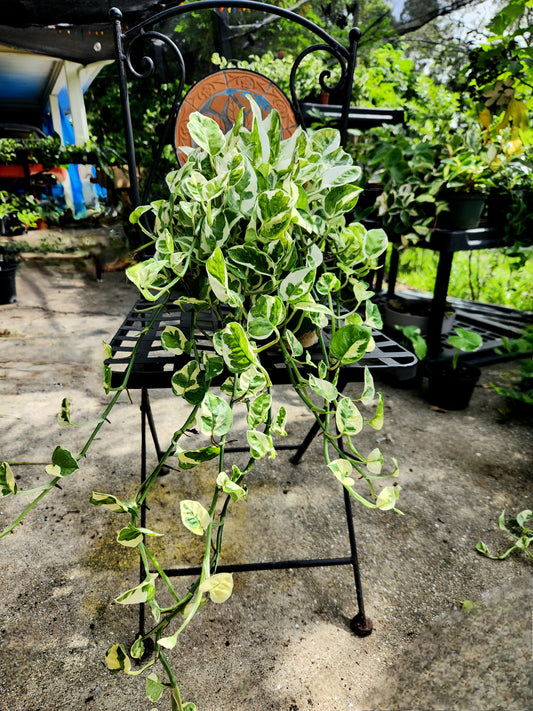 NJoy Pothos 6in Trailing