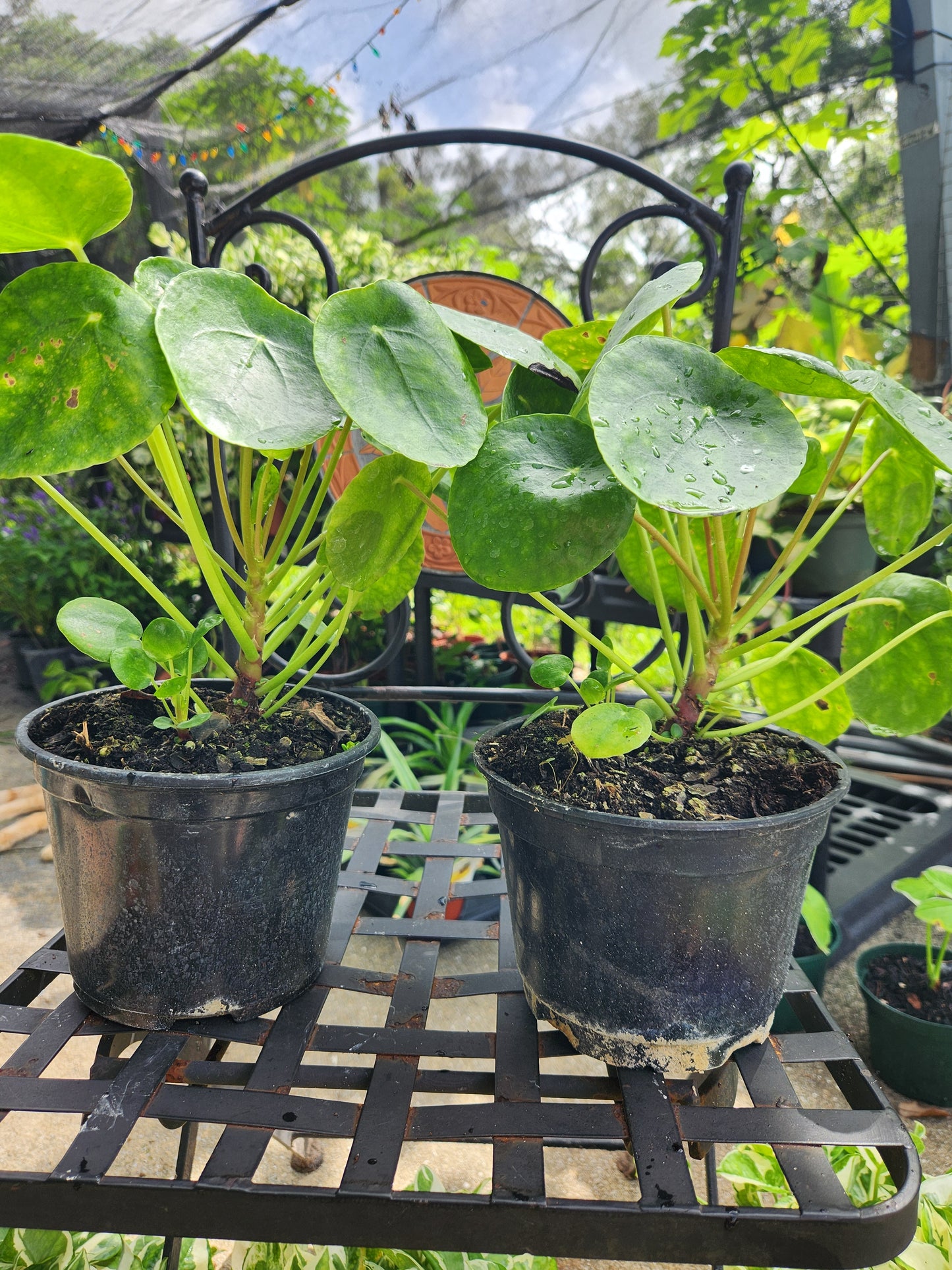 Pilea Peperomioides 6in