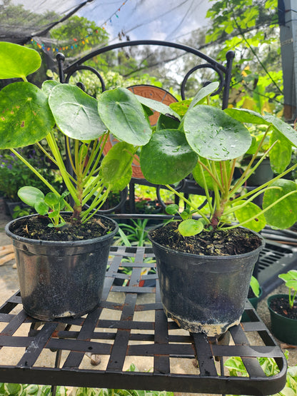 Pilea Peperomioides 6in