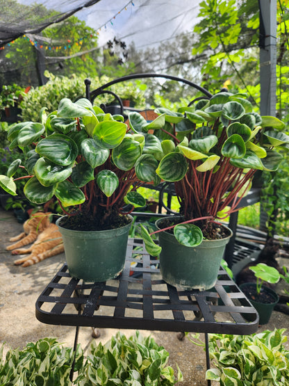 Watermelon Peperomia 6in