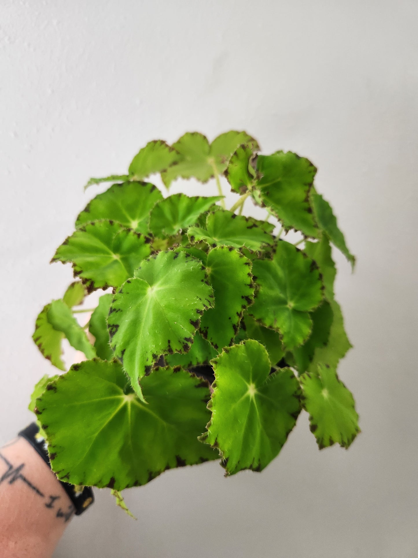 Begonia Lima Love