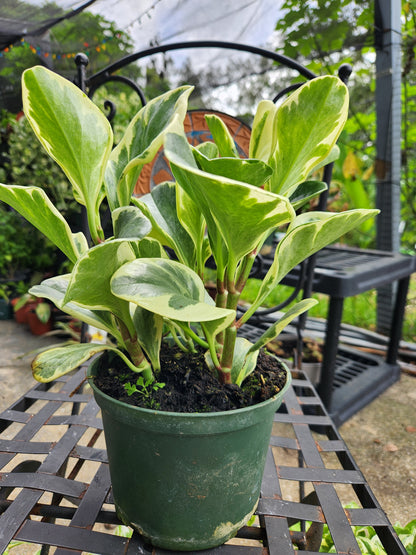 6in Peperomia Obtusifolia Variegated