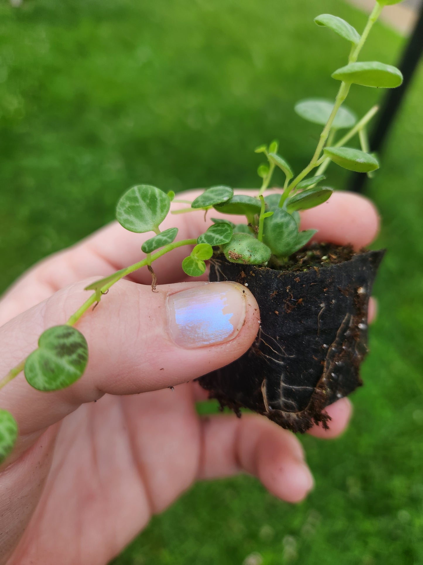 String of Turtles Plug