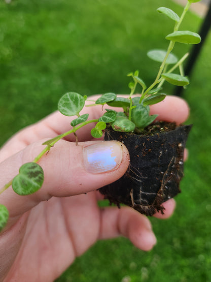 String of Turtles Plug