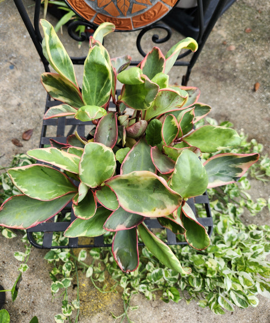 Peperomia Obtusifolia Variegated 6in