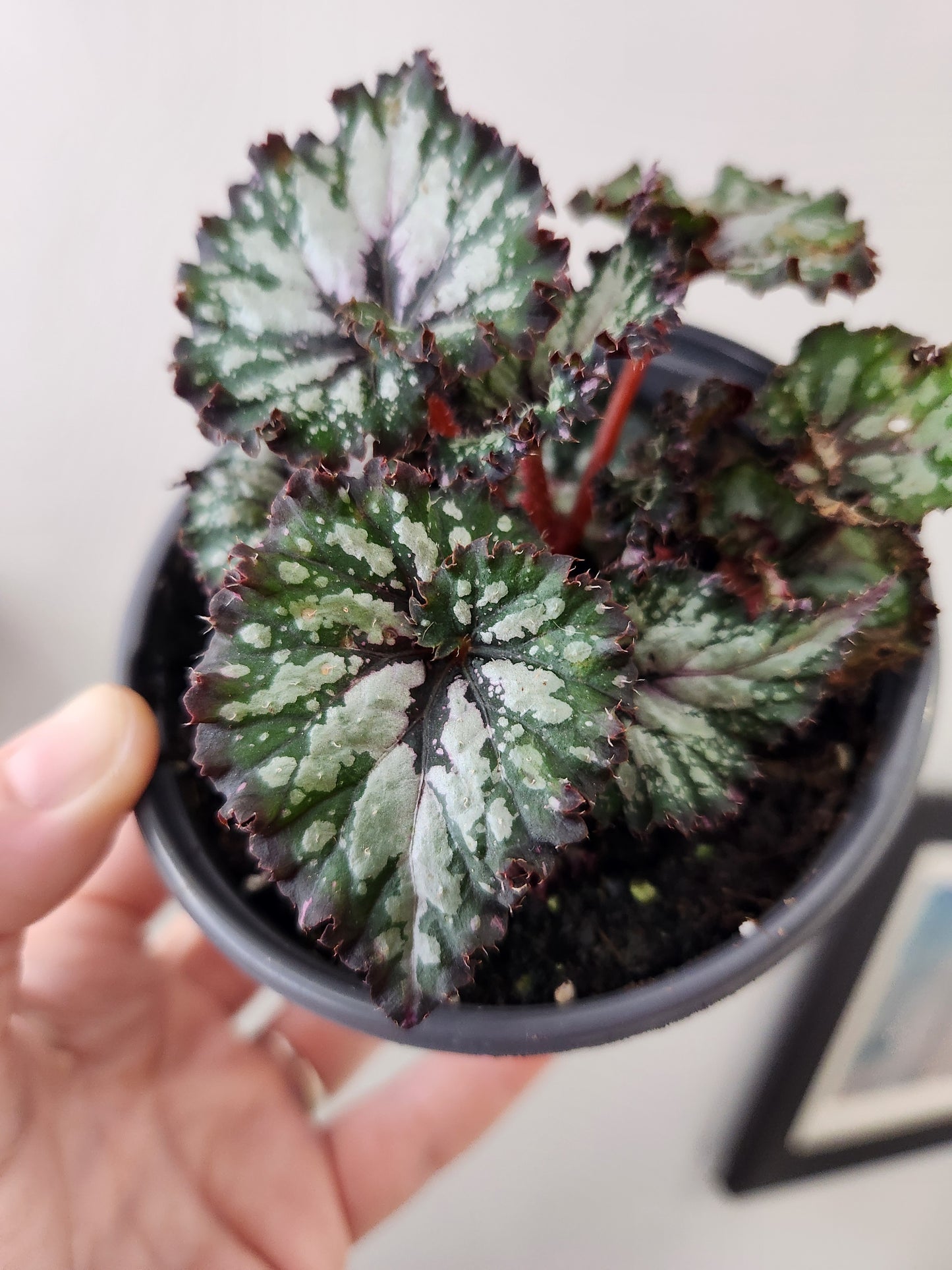 Begonia