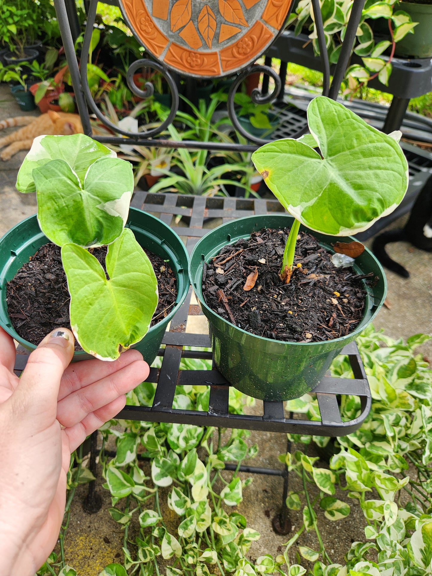 Mickey Mouse Xanthosoma 6in