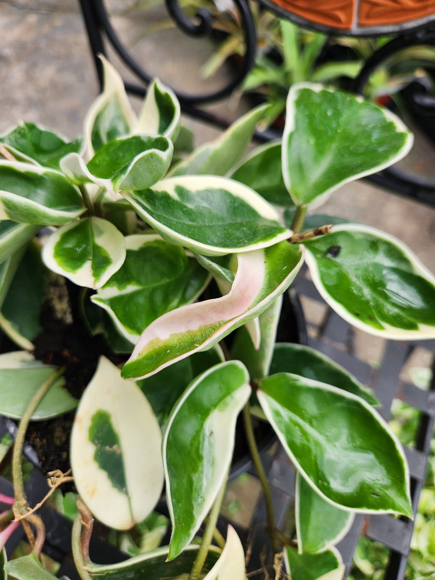 Hoya Krimson Queen 6in