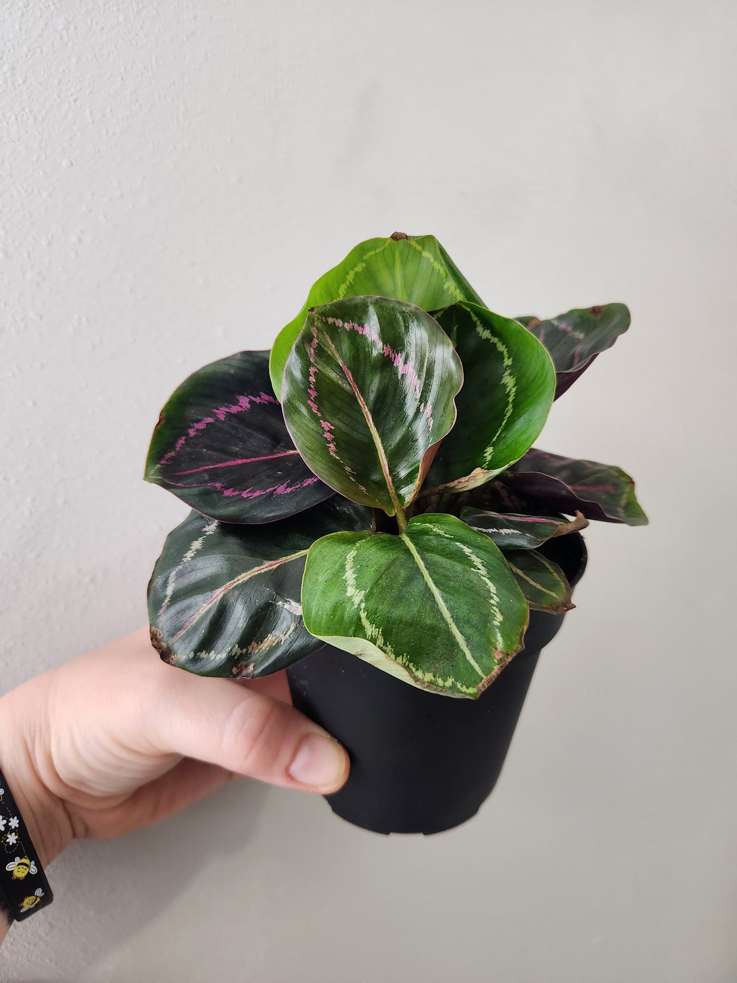Calathea Roseopicta Dottie