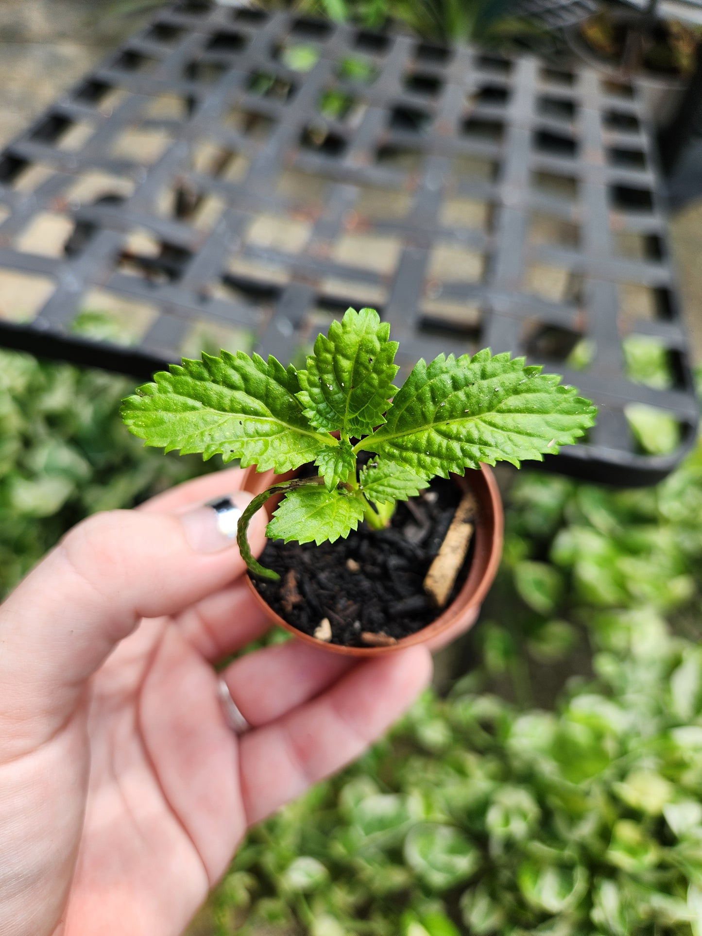 2in Porterweed (Butterflies love it!)