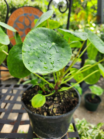 Pilea Peperomioides 6in