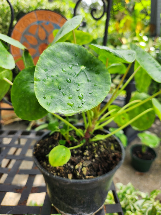 Pilea Peperomioides 6in