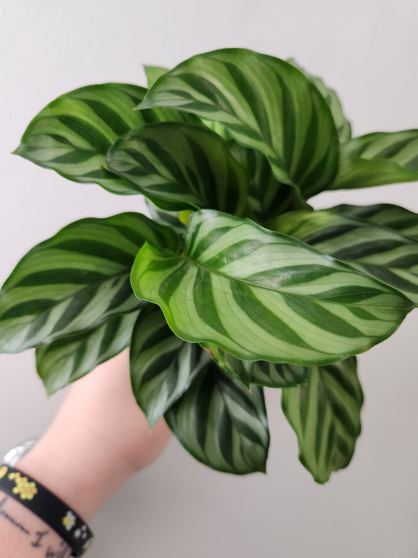 Calathea Freddie