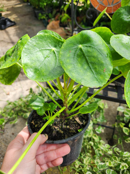 Pilea Peperomioides 6in