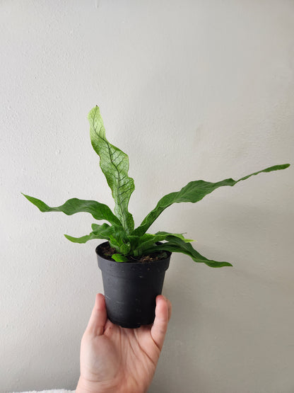 Crocodile Fern