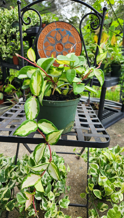 Hoya Krimson Princess 6in