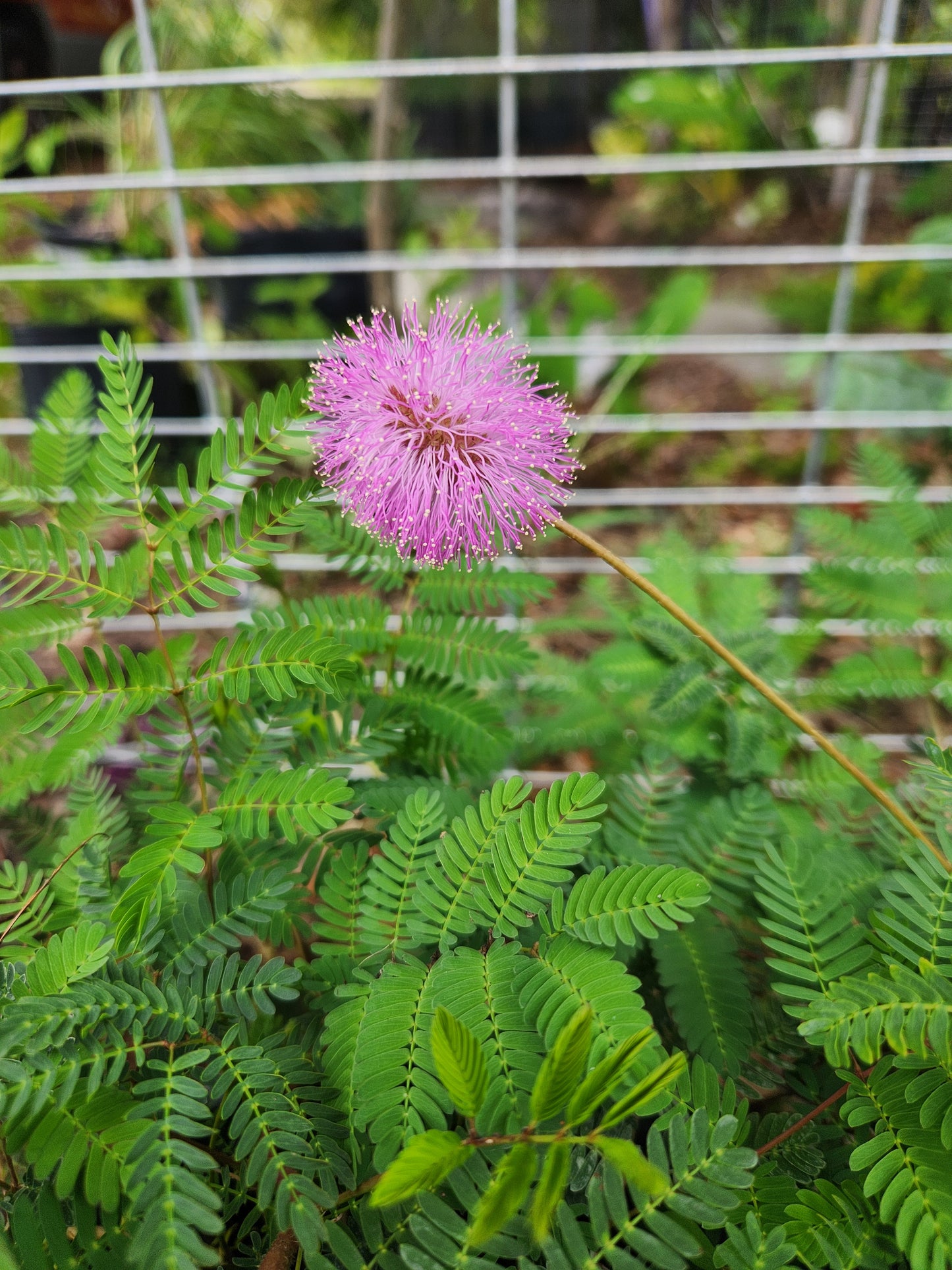 Sunshine Mimosa (Sensitive Plant) 6in