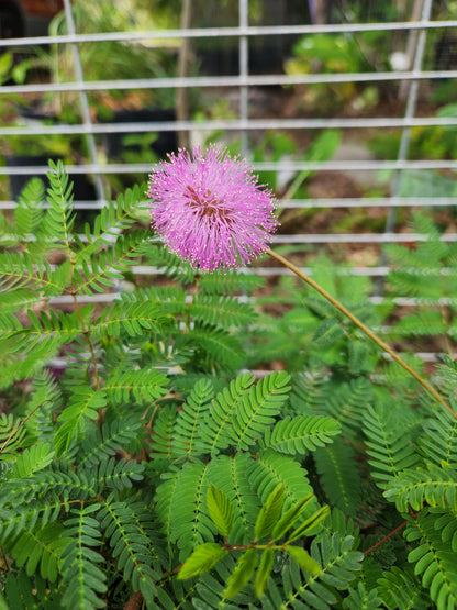 Sunshine Mimosa (Sensitive Plant) 6in
