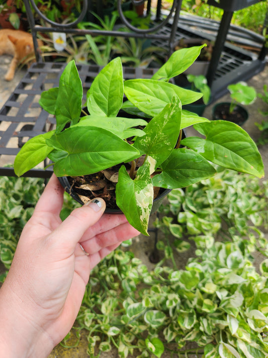 Sygonium Albo Reverted 6in