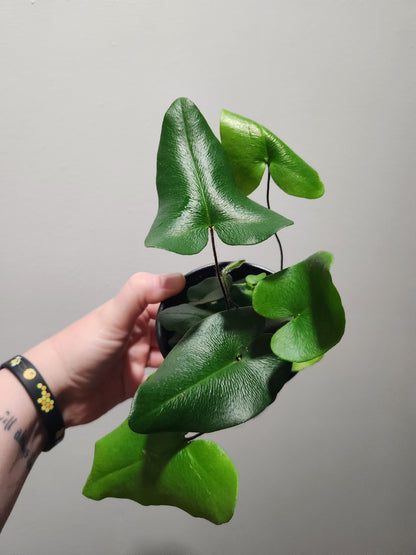 Heart Fern